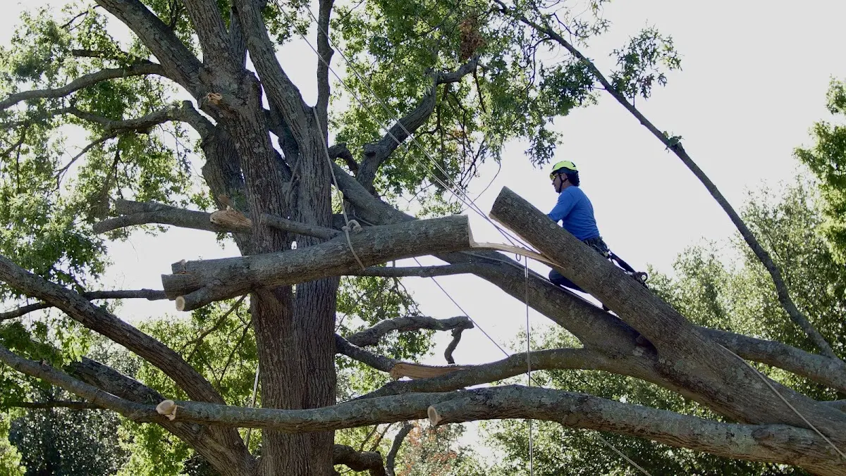 Professional Hazardous Tree Removal performed by certified arborists in Clune