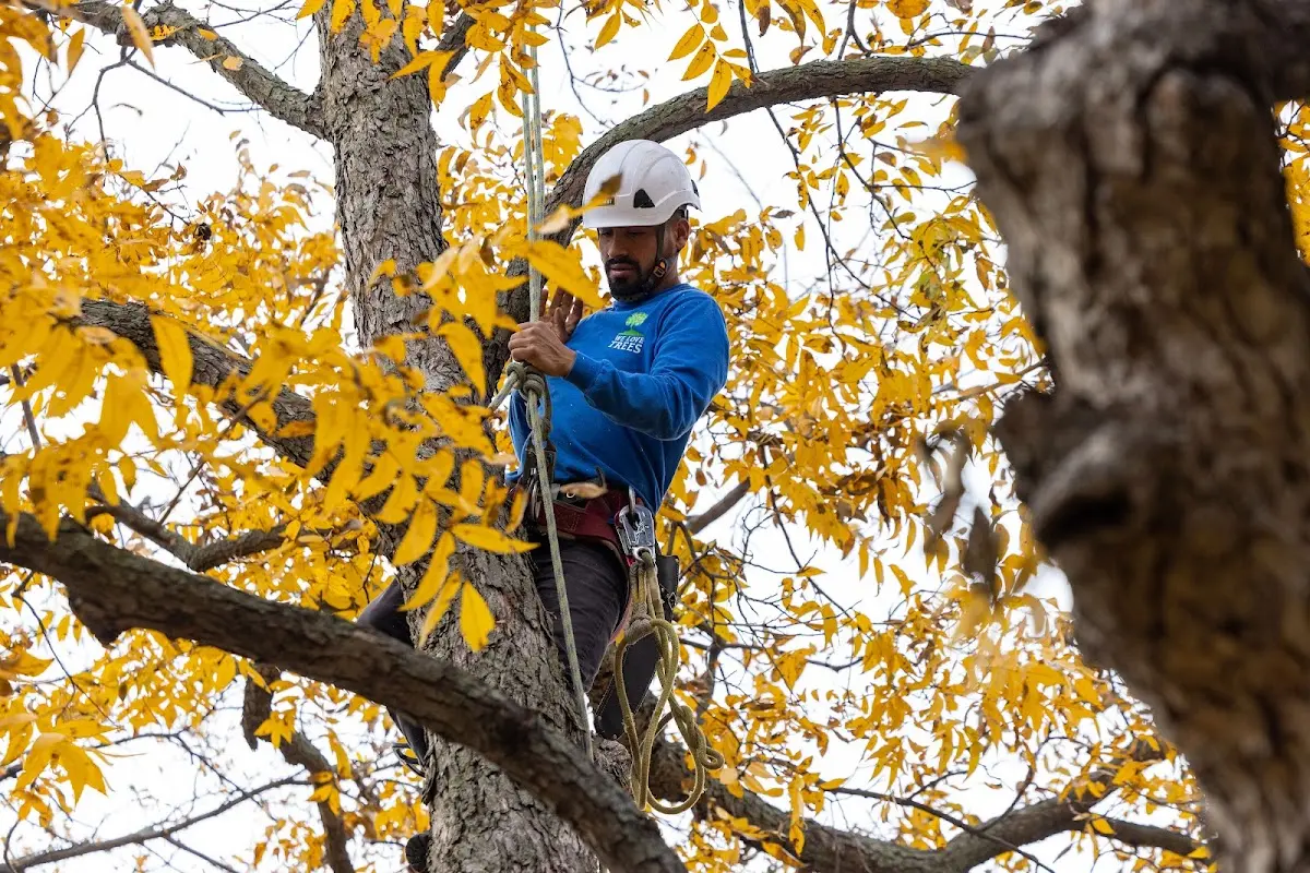 Skilled Tree Pruning crew working in Clune