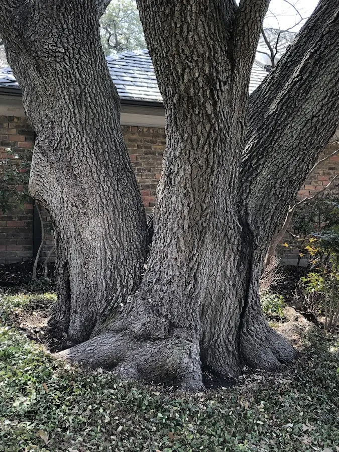 Mature heritage tree close to a Clune property cared for by certified arborists